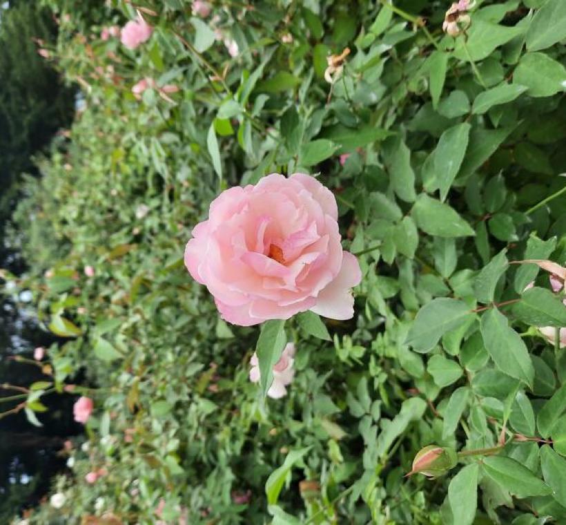 帶有濃香的古老茶玫瑰「櫻鏡」，粉色花瓣，圓瓣杯型，點頭綻放。