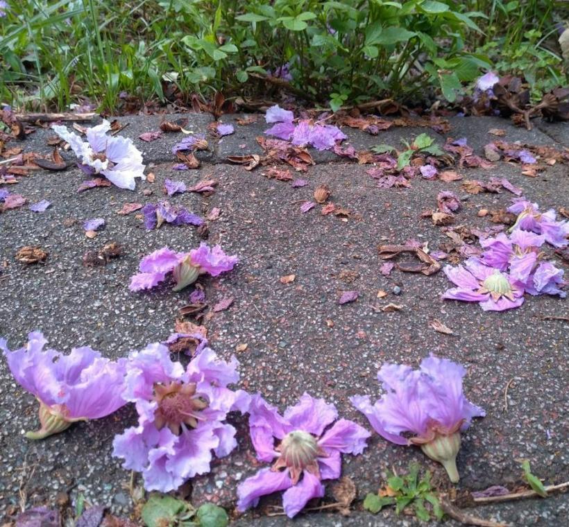 微風中隨微風而墜下的落花如同紫吹雪，是另一種「紫爆」浪潮襲來美感