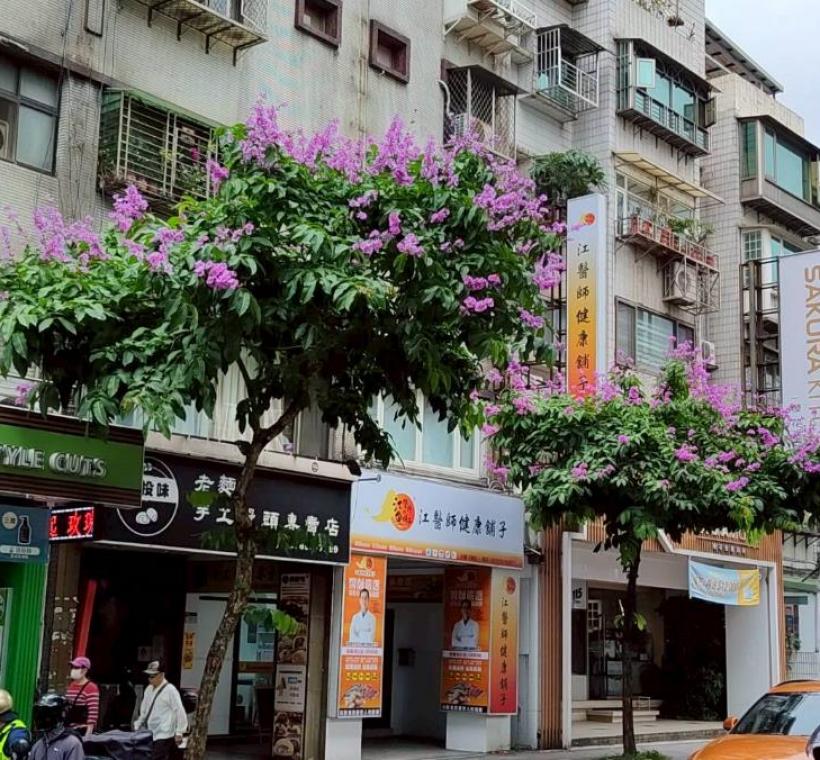 文德路大花紫薇枝頭綻放，一簇簇粉紫色花朵如雲似霞景