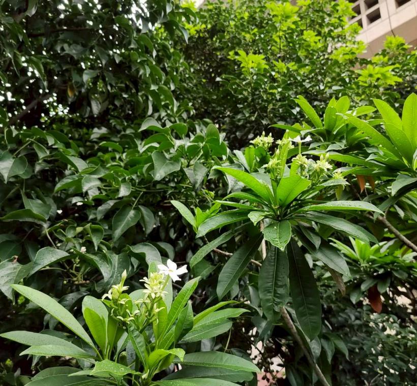 臺北車站北側臨市民大道一段綠帶的海檬果已進入盛花期