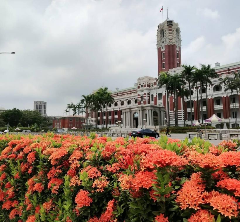 總統府前矮仙丹花迎風盛放，彷彿將夏日的熱情凝聚成一團團絢麗花火，在道路分隔島、綠帶及街角綠地綻放耀眼光彩