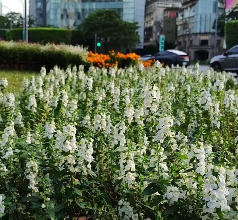 造景兩側，紫、粉、白3色天使花也正值盛花期，花朵隨風搖曳，如同彩帶般在綠意間飛舞