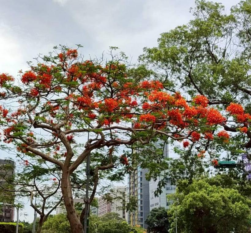 仁愛圓環鳳凰木盛開，濃烈花景交織成夏日最動人的城市風景