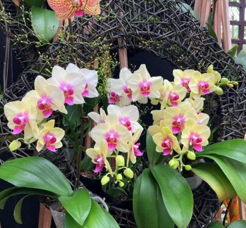 滿亭蝴蝶蘭讓你福氣滿滿