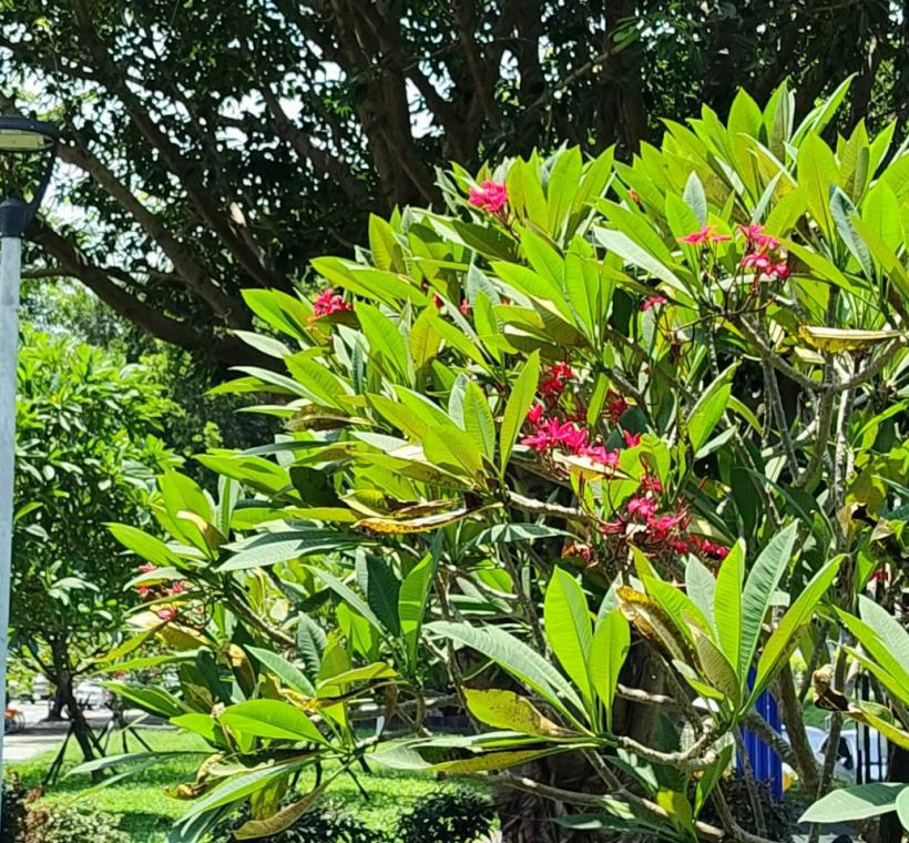 雞蛋花紅花品種則如晚霞般熱情絢麗，花朵綻放枝頭、清香隨風飄散，吸引不少民眾駐足欣賞、拍照留念