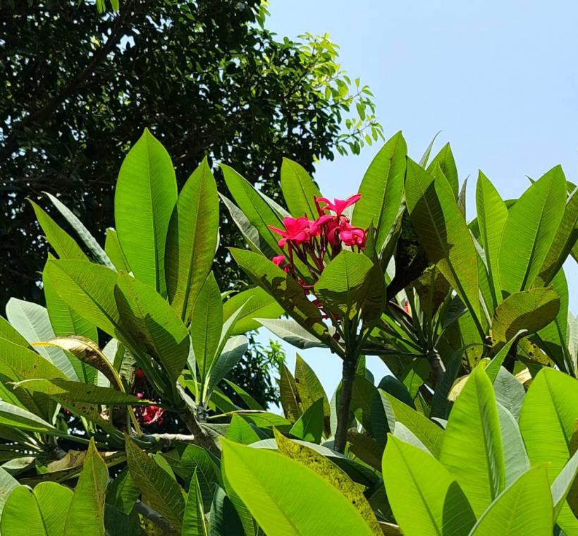 雞蛋花紅花品種則如晚霞般熱情絢麗，花朵綻放枝頭、清香隨風飄散，吸引不少民眾駐足欣賞、拍照留念
