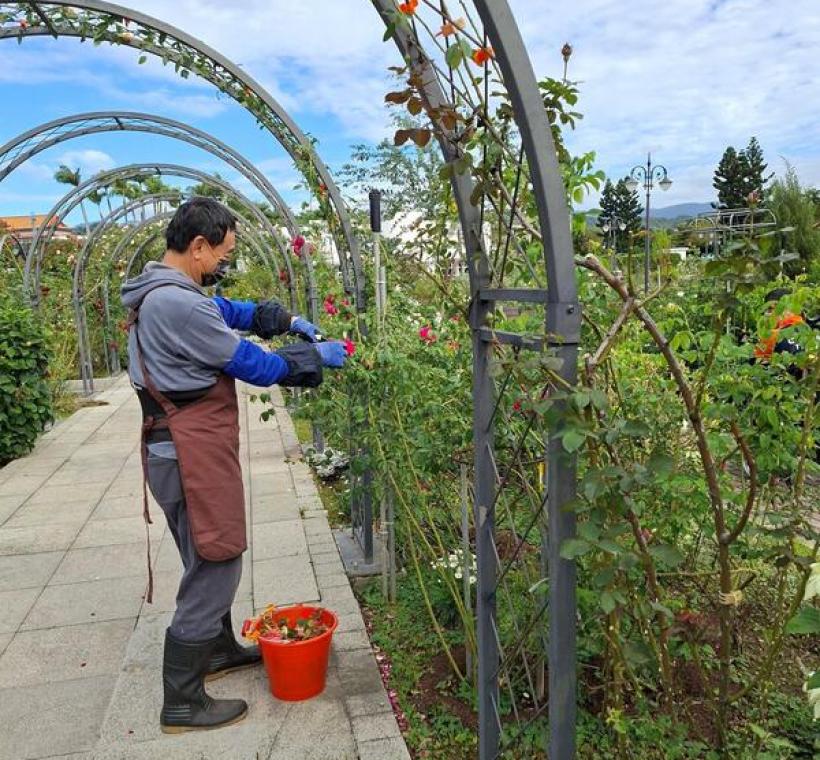 五彩玫瑰區志工修剪身影