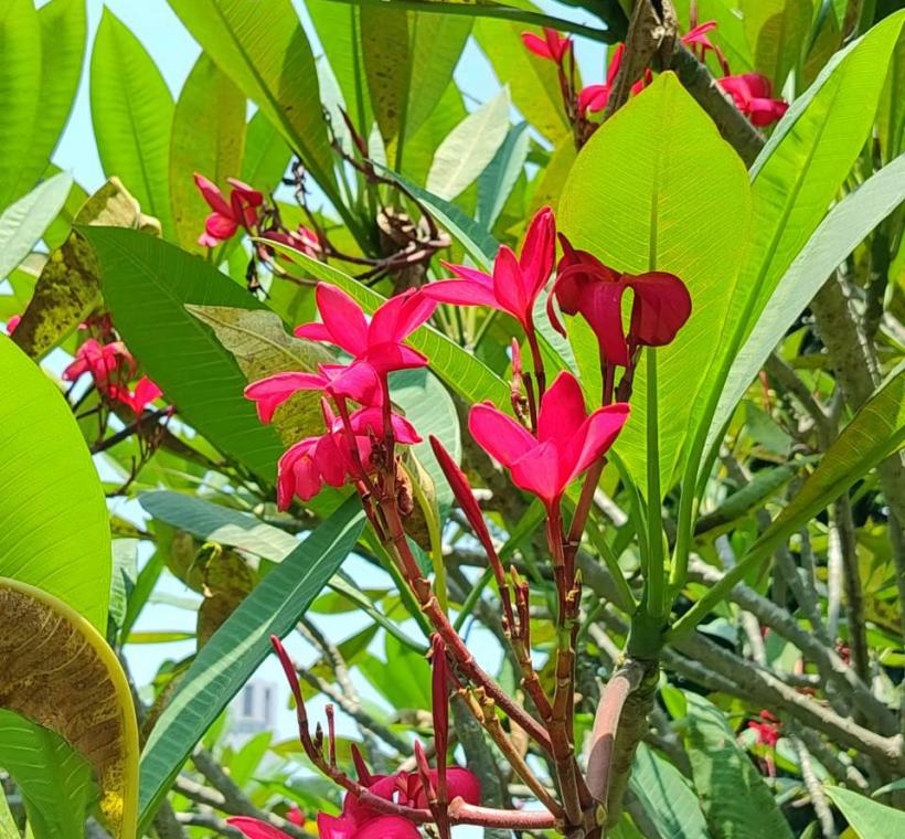 每逢夏、秋花季，枝梢頂端抽出聚繖花序，五片花瓣舒展如風車般優雅