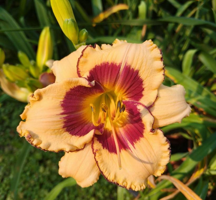 士林官邸培育出不同品系的金針花