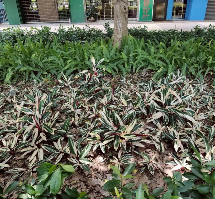 仁愛路四段的植栽配置依據人行尺度、樹蔭分布及視覺通透性進行整體規劃，讓植栽成為了整體街道環境的一部分