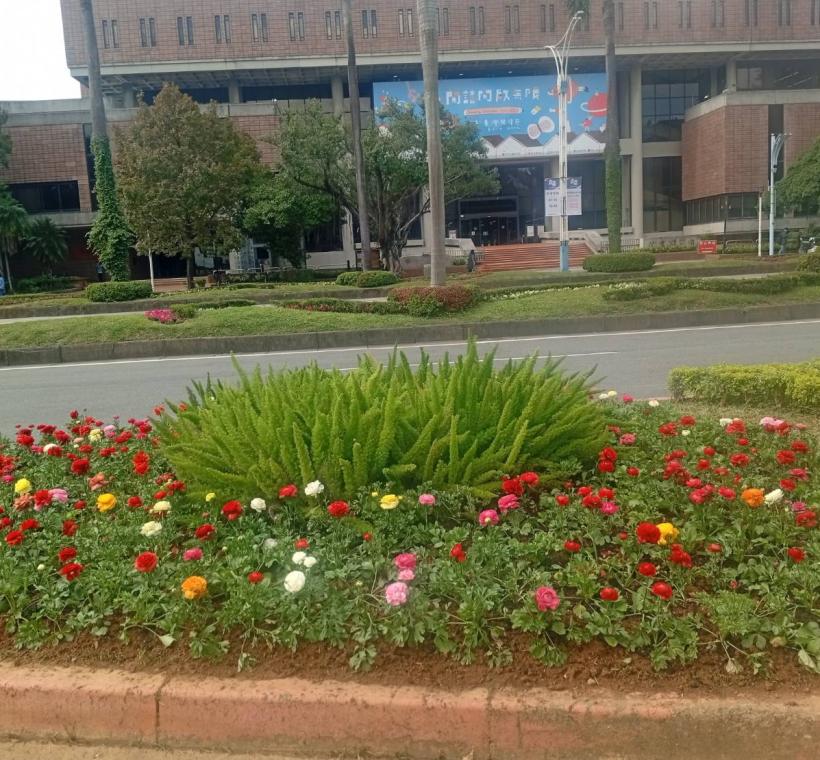 陸蓮花、矮牽牛攜手、共伴，點綴出這城市的繁花似錦！