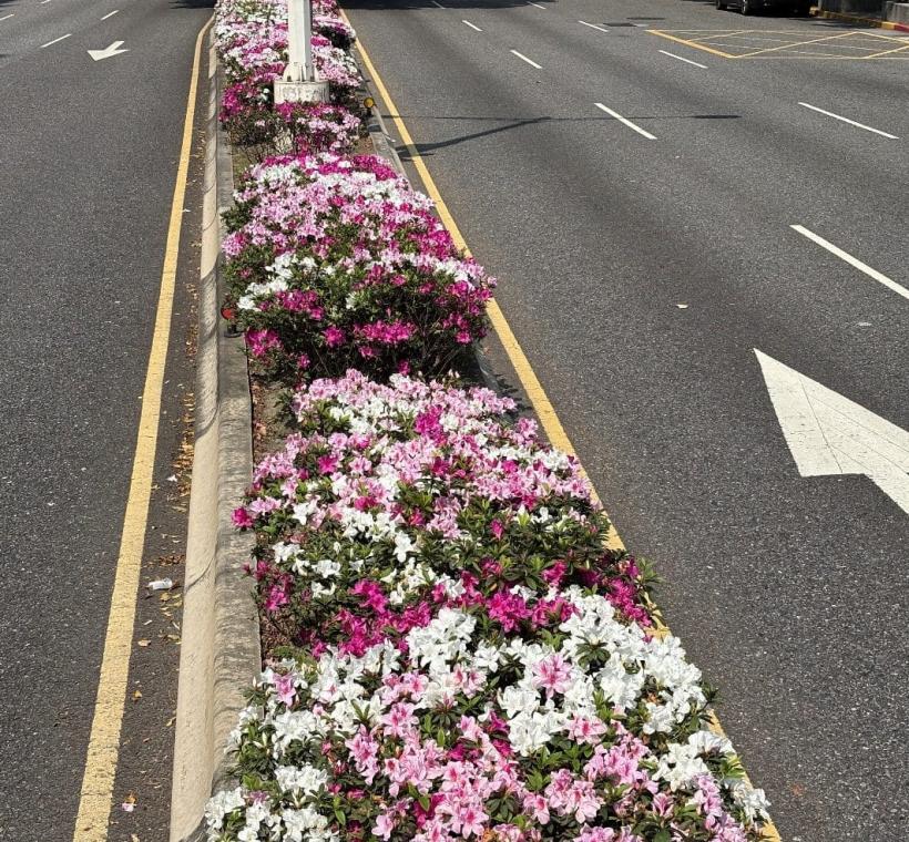 忠孝東路上成片的杜鵑花在春風中搖曳生姿，為北市街頭注入滿滿活力
