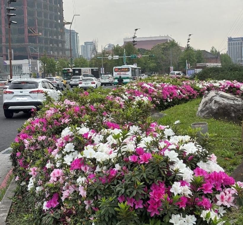 北門廣場杜鵑已盛開