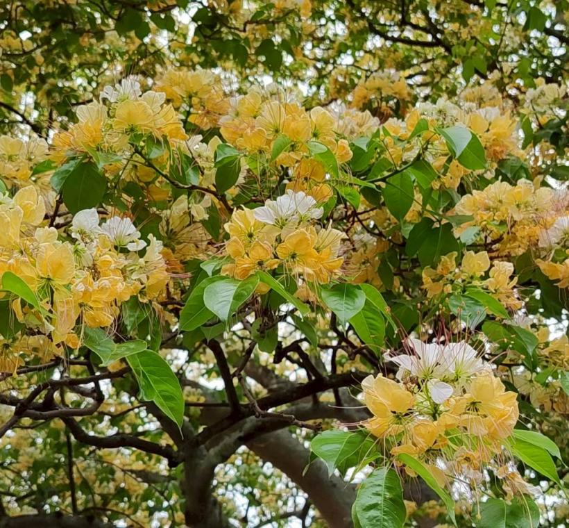 加羅林魚木花期為每年4月份，花生長於帶葉枝條的先端，白色後轉變為淡黃色或橘黃色，因此有著不同顏色層次美感