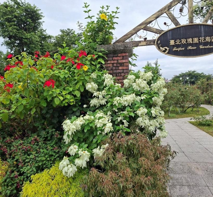 花海區的玉葉金花悄然迎來花期，與粉葉金花一同綻放金黃色小花，粉嫩與潔白萼片相映成趣。