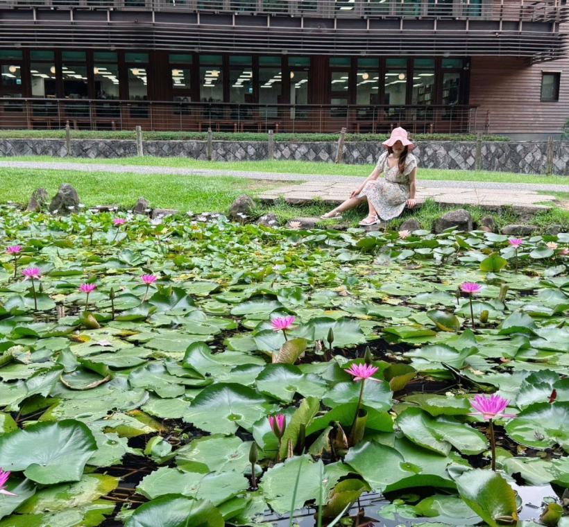 睡蓮池花開美景