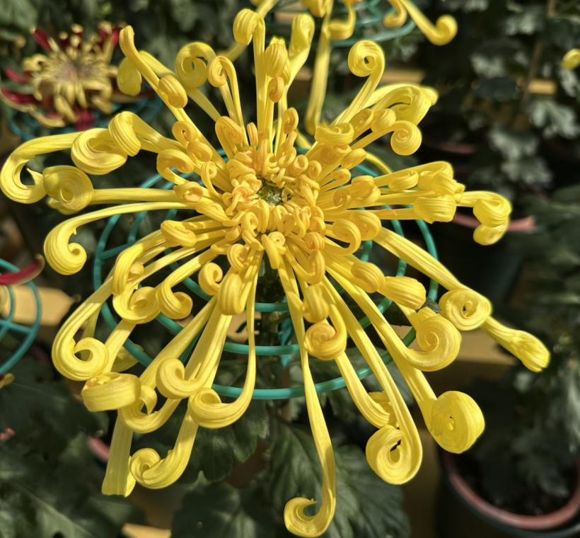 花型特別的管物麵線菊「金碧輝煌」