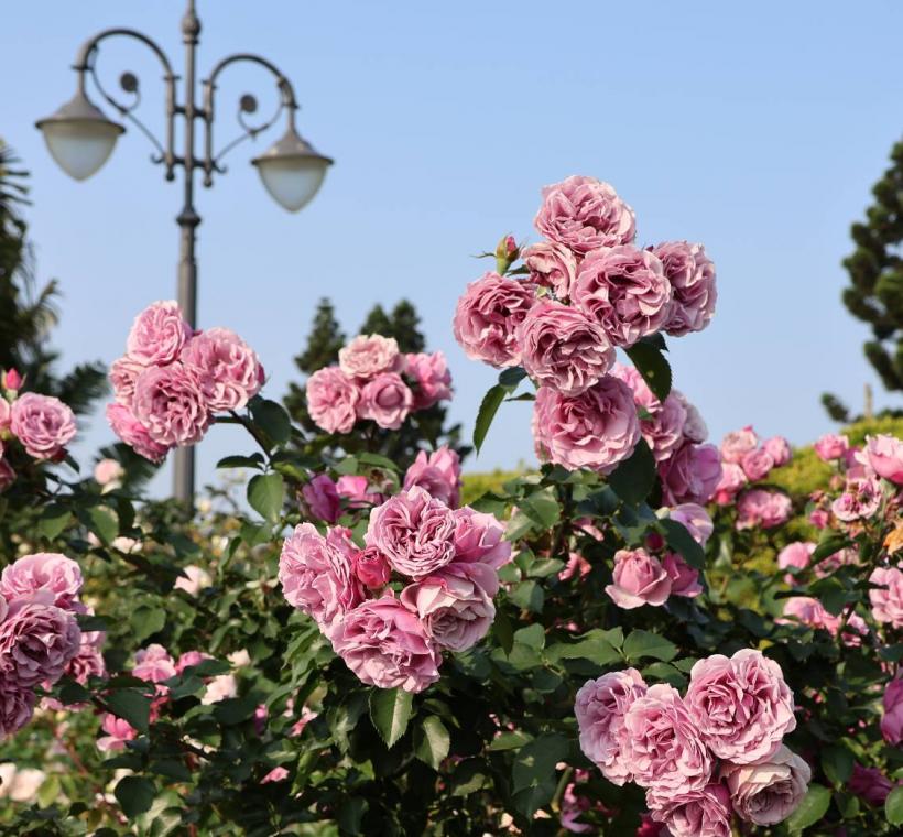 日本木村卓功育種的月夜光影，粉紫色的夢幻花色成簇綻放，成為熱門拍照點