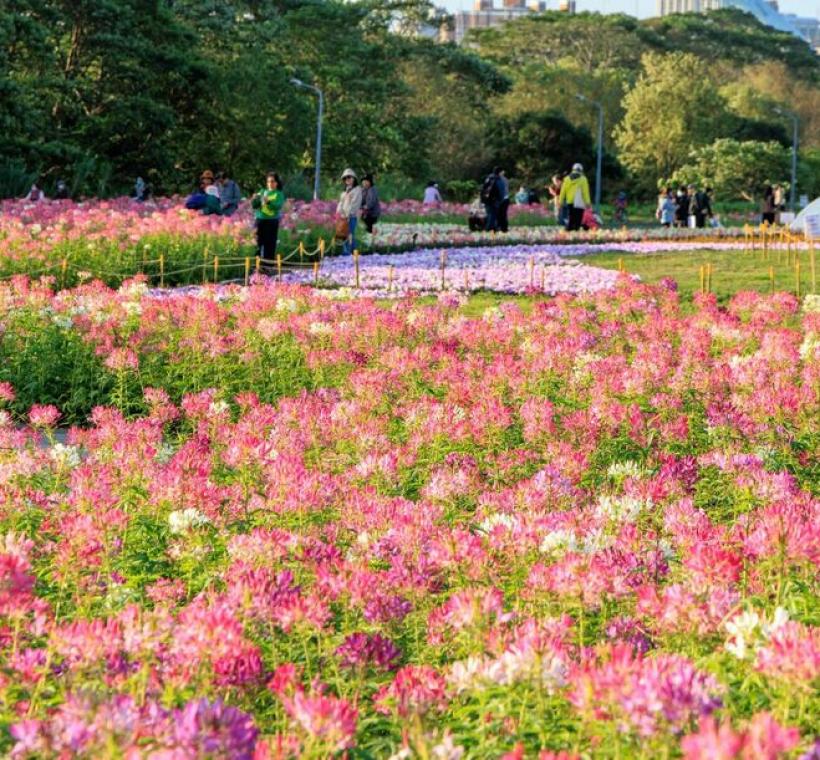 醉蝶花海營造粉色浪漫 