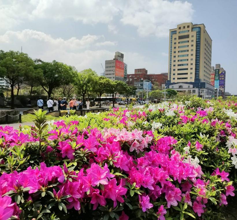 臺北街頭也漸漸換上了粉嫩的新裝。