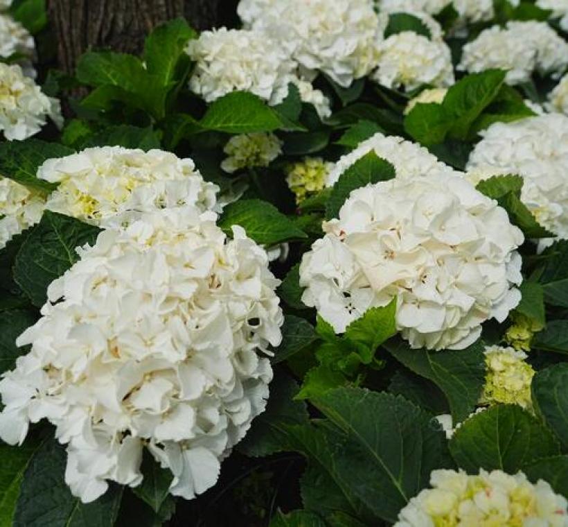 大安森林公園杜鵑花心心繡球花-艾斯男孩ICE BOY