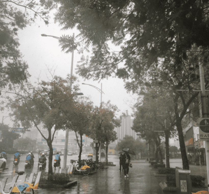 雨中漫步或騎乘感受黃連木林蔭大道