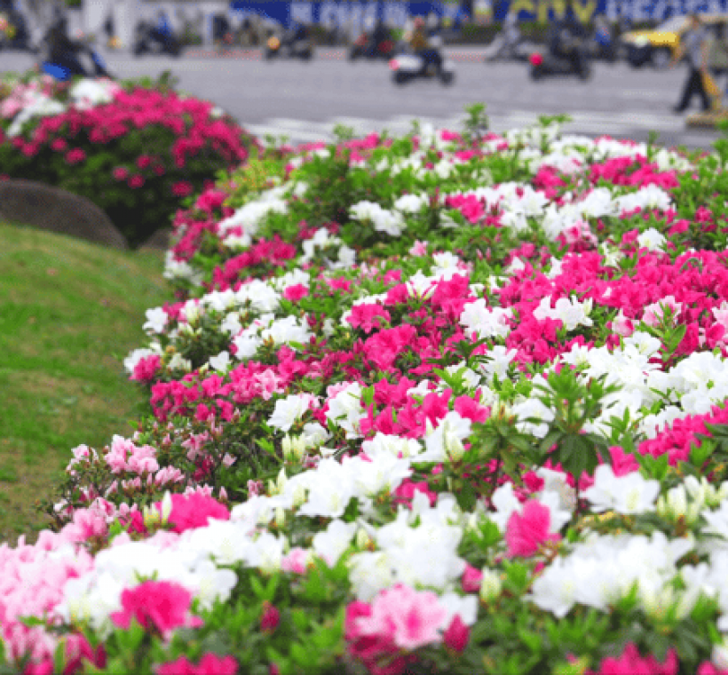 城南賞花路線，杜鵑綻放在北市南側，靜靜陪伴通勤的市民（攝於北門廣場）