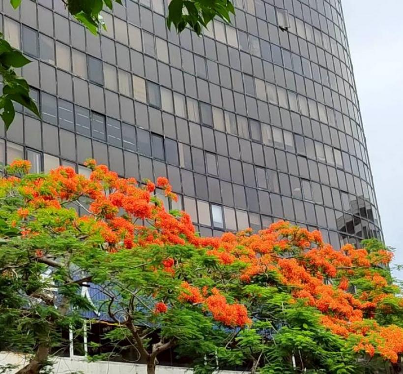 仁愛圓環鳳凰木盛開，濃烈花景交織成夏日最動人的城市風景
