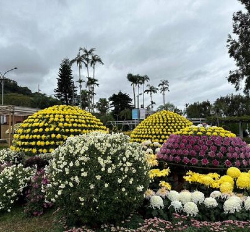 不同顏色的大立菊為每年的士林官邸菊展不可錯過的嬌點