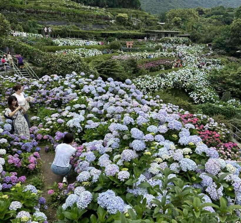 繡球花海美景