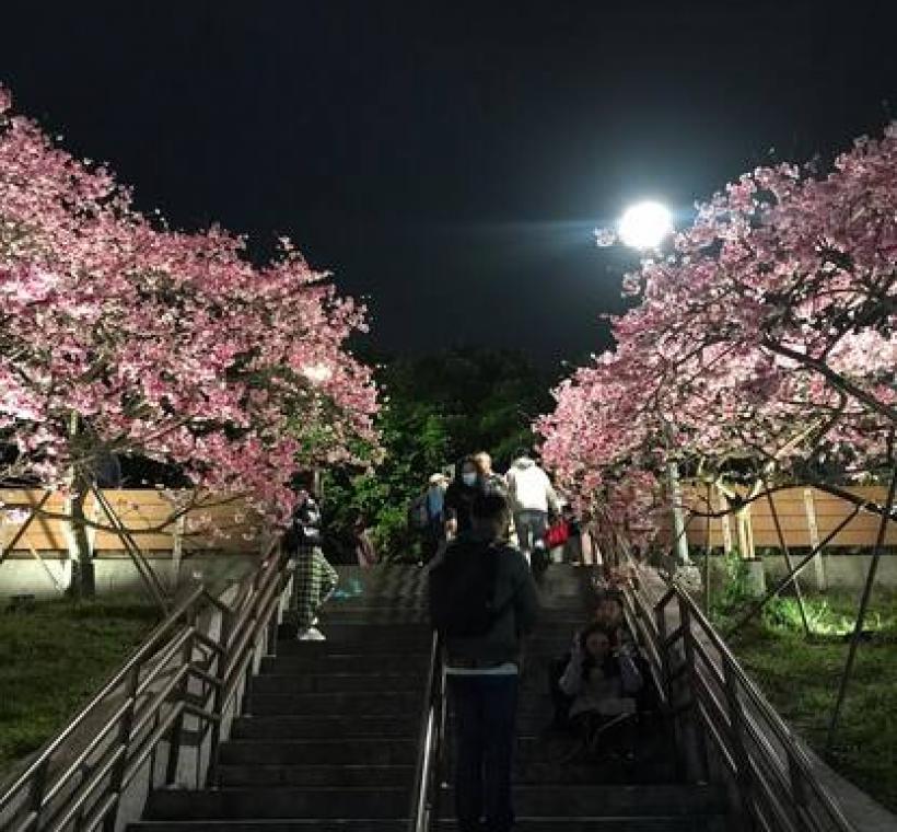 樂活公園寒櫻-晚上