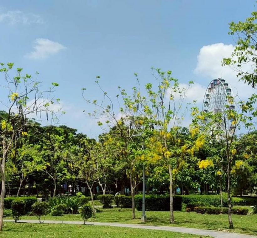 美崙公園滿樹金黃與遍地花影交織而成的夏日風景