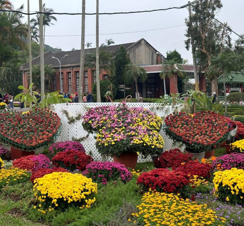 形態變化多端及各色繽紛的菊花，豐富士林官邸菊展展場(圖為資料照)