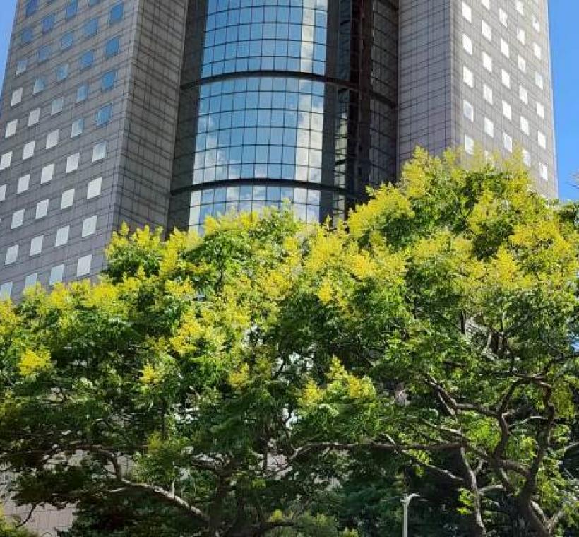 臺灣欒樹顏色變化豐富了都市的彩色層次