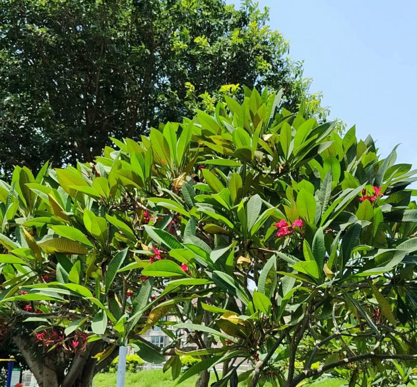 雞蛋花紅花品種則如晚霞般熱情絢麗，花朵綻放枝頭、清香隨風飄散，吸引不少民眾駐足欣賞、拍照留念