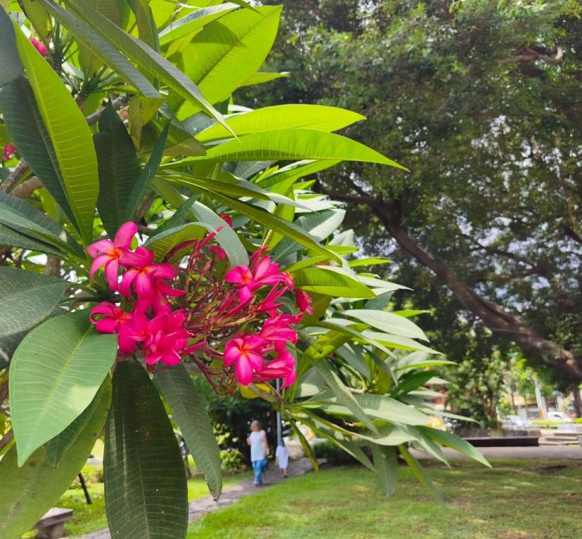 雞蛋花紅花品種則如晚霞般熱情絢麗，花朵綻放枝頭、清香隨風飄散，吸引不少民眾駐足欣賞、拍照留念