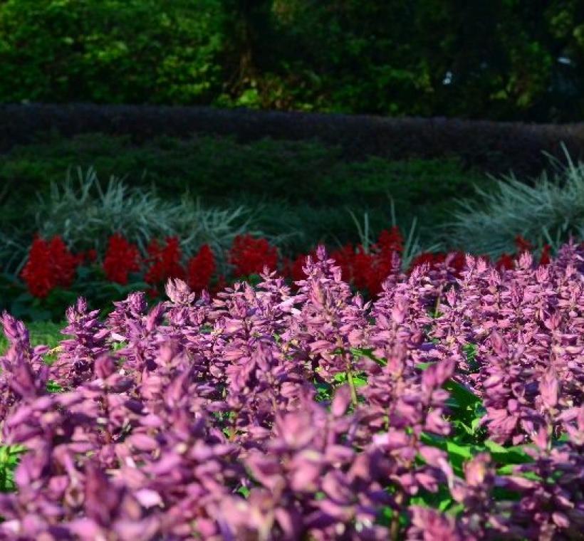 仁愛圓環周邊分隔島草花設計