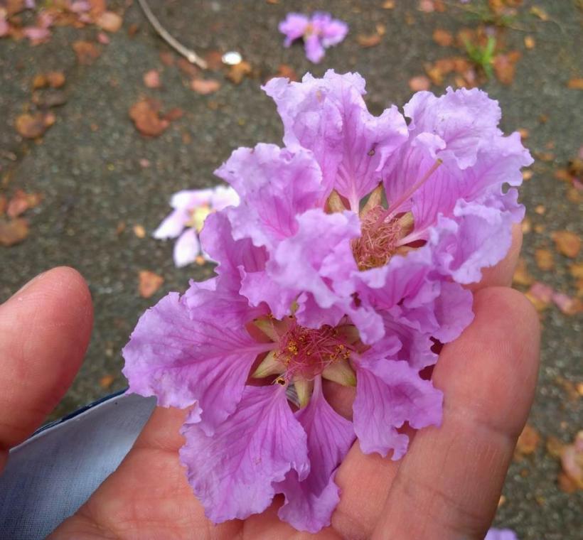 每朵花有6個花瓣，瓣緣呈不規則波浪鋸齒狀