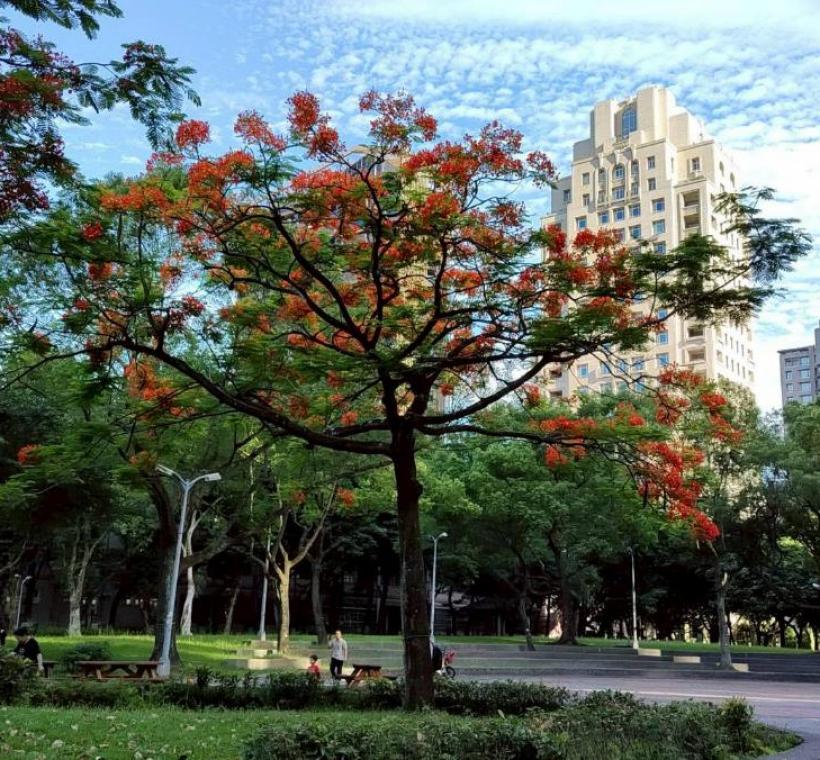 安康公園有數株鳳凰木綻放火紅花朵，為城市角落妝點出浪漫而熱情的夏季色彩