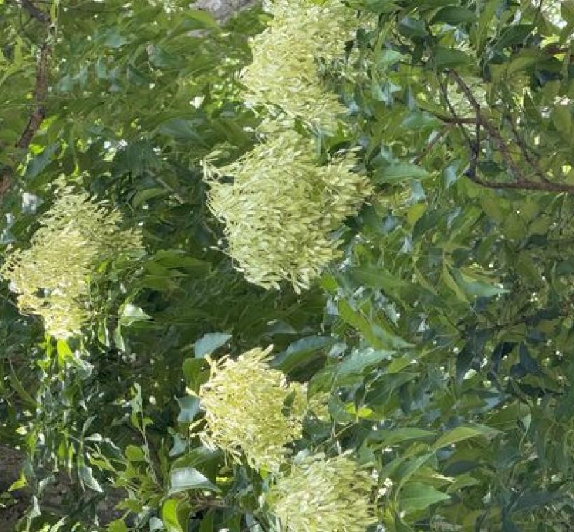 「光臘樹」花黃白色，有明顯的圓錐狀花序。