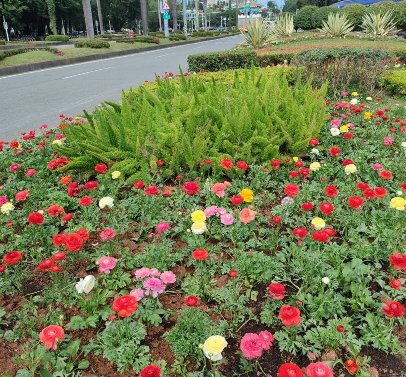 喜歡冷涼的陸蓮花平時少見，花期正盛，歡聚於此！