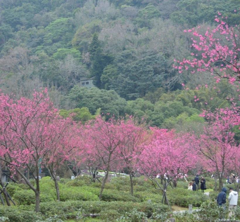 陽明公園櫻花盛開