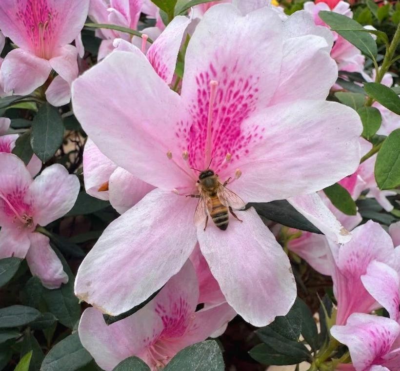 公園內的杜鵑搭配辛勤工作的蜜蜂，也可以成為抽獎的照片唷