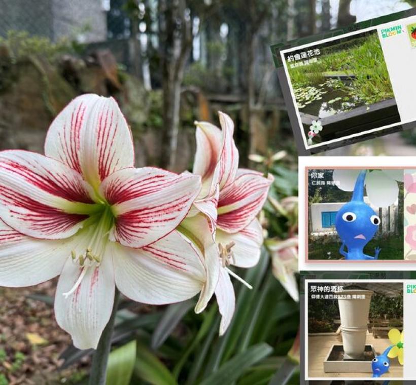玩家們還能收集各地標明信片傳遞給好友，讓賞花之旅更添數位互動的趣味。