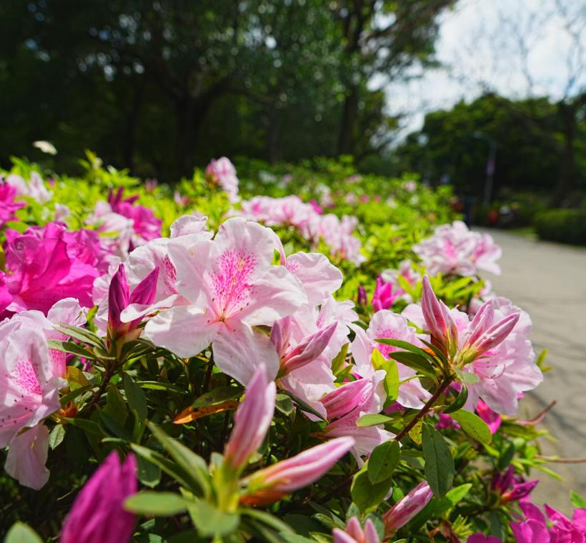 大安森林公園內中央走道杜鵑迎接民眾進入公園賞花
