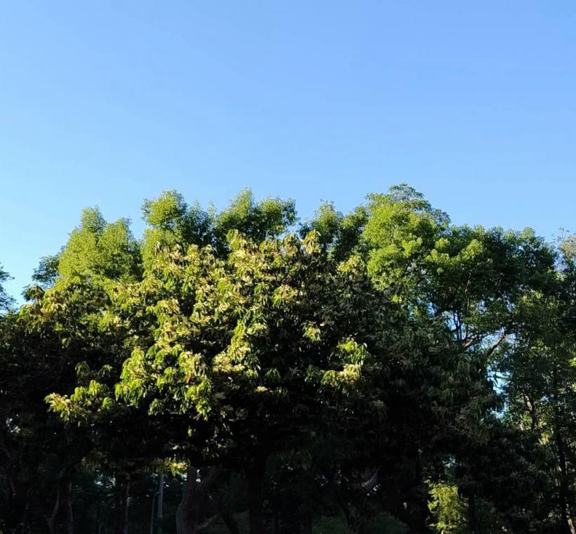 (圖18) 走進和平東路二段，從新生南路至復興南路之間的中央分隔島，一株株錫蘭橄欖正悄然綻放細緻潔白的小花