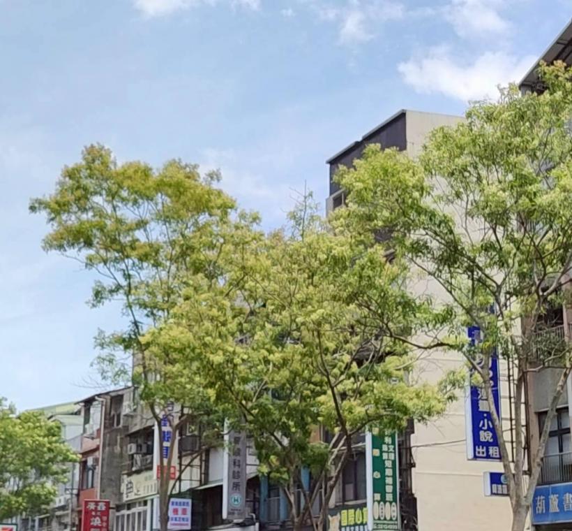  延平北路5段中央分隔島的光臘樹成為街道上特色風景