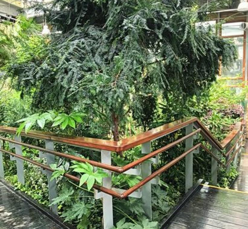 紅豆杉位於館內溫帶植物區。