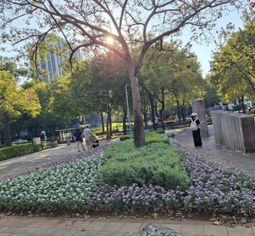 公園處期盼透過種植日日春，讓民眾在都市綠地中，也能感受植物的生命力。