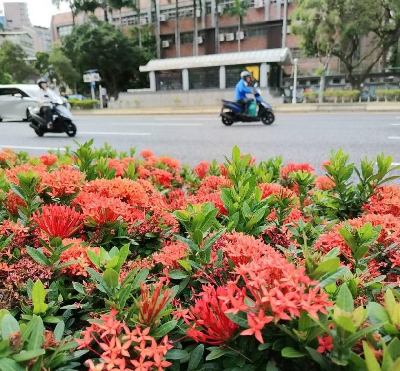 忠孝東路新生南路口矮仙丹花迎風盛放，彷彿將夏日的熱情凝聚成一團團絢麗花火，在道路分隔島、綠帶及街角綠地綻放耀眼光彩